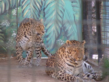 Leopards at the Cat House