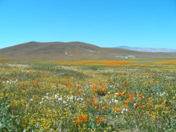 Poppies and other wildflowers