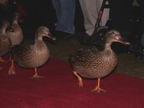 The ducks march to the fountain at the Peabody Hotel