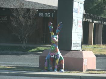 A jackalope in Odessa, TX (near Midland)