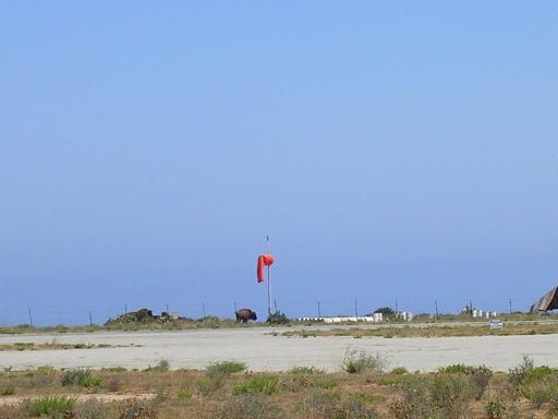 A Buffalo by the Catalina windsock