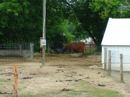 More of the Big Flats menagerie.  I think it's a Brahma bull.