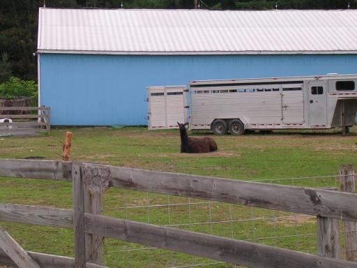 More of the menagerie.  Alpaca.