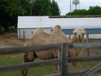 Some fellow in Big Flats has a camel (and other things) in his yard.