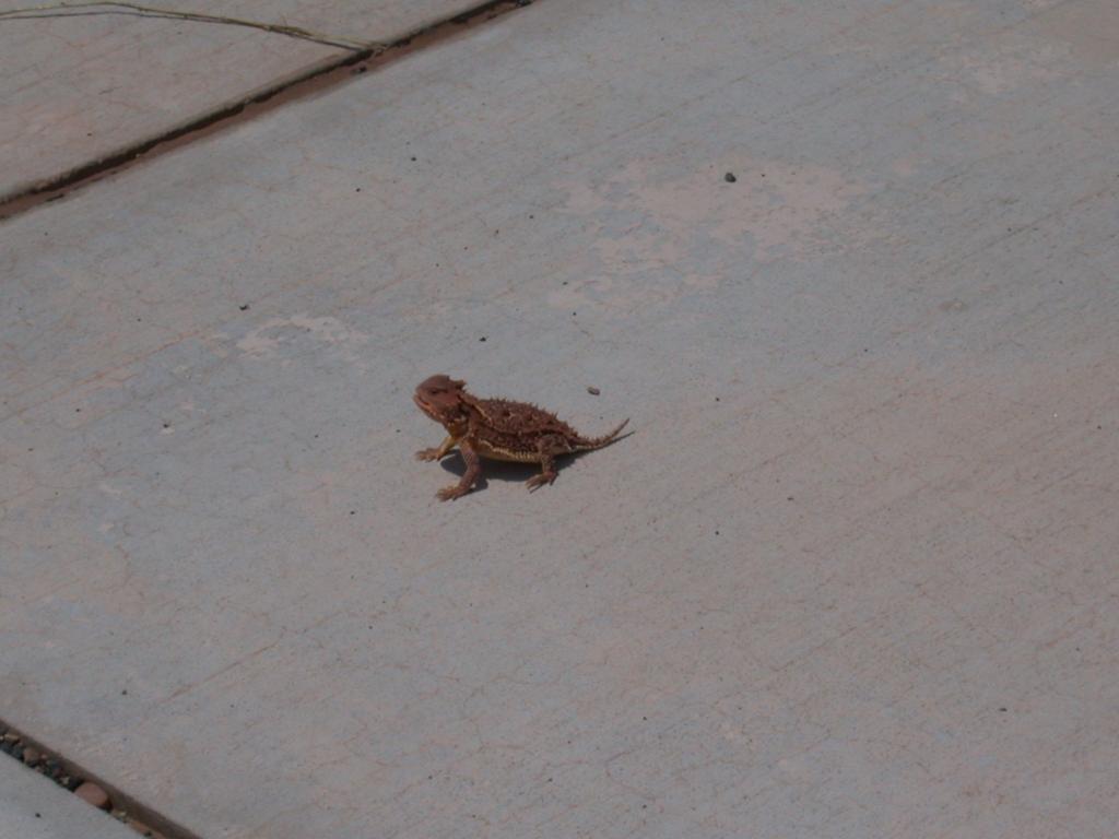 A critter on the ground in Winslow