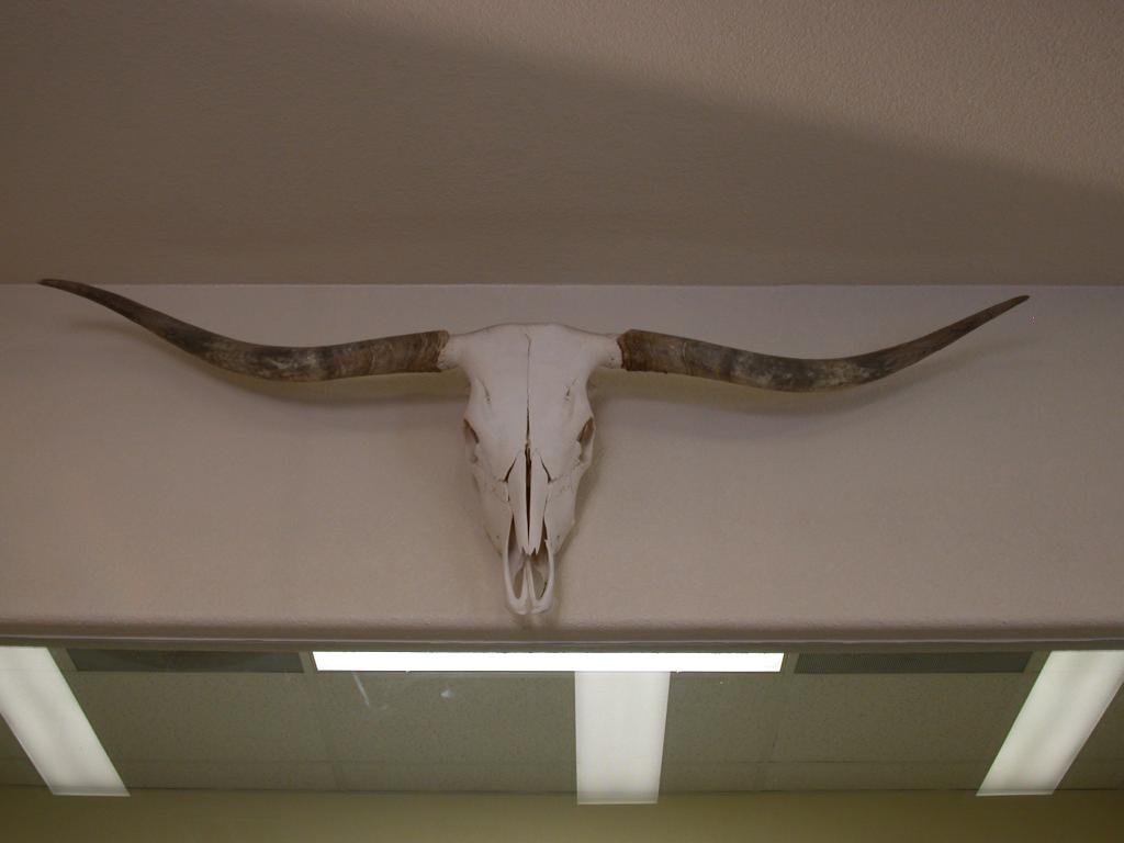The steer head at Million Air in Santa Fe