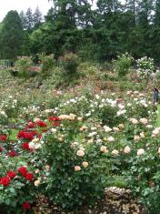 The Portland Rose Proving Ground (Test Gardens)